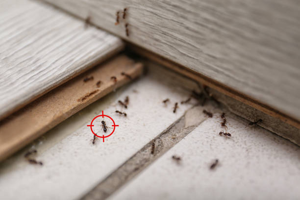 Best Emergency Pest Control  in Post, TX