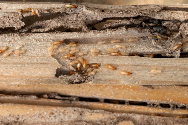 Best Pest Control for Restaurants  in Post, TX