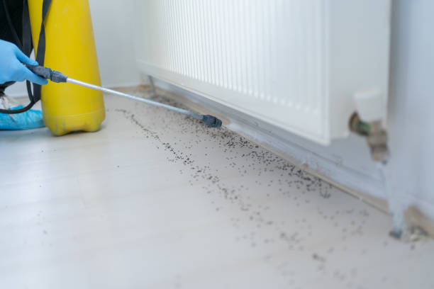 Flea Control Services in Post, TX